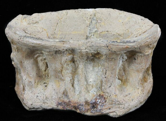 Xiphactinus (Cretaceous Fish) Vertebra - Kansas #60680